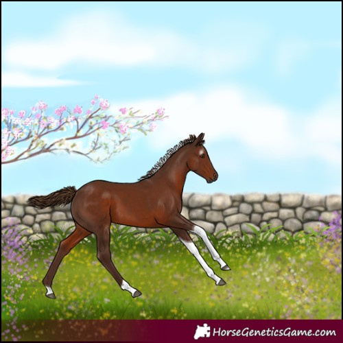 Horse Color:Gray Chestnut Tobiano 