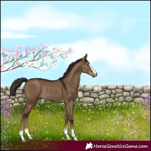 Horse Color:Gray Liver Red Dun Merle Rabicano 
