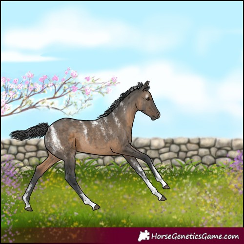 Horse Color:Powder White Gray Brown Dun Merle Rabicano 