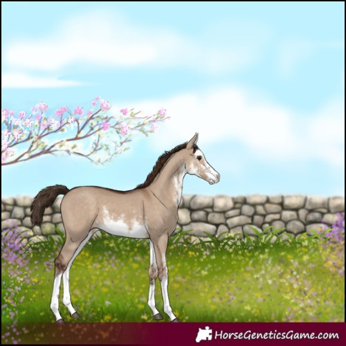 Horse Color:White Spotted Liver Red Dun 