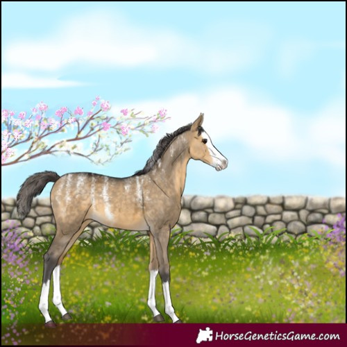 Horse Color:Powder White Buckskin Dun Merle Splash 