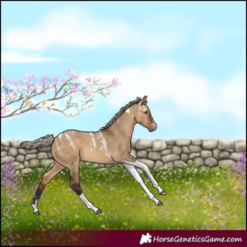 Horse Color:Powder White Gray Silver Bay Dun Tobiano 