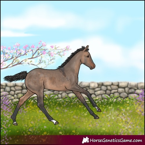 Horse Color:Bay Dun Merle 