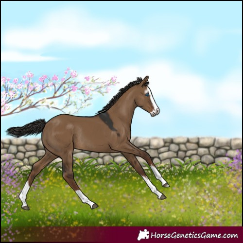 Horse Color:Gray Liver Red Dun Merle Splash Rabicano 