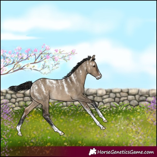 Horse Color:Powder White Gray Bay Dun Rabicano 