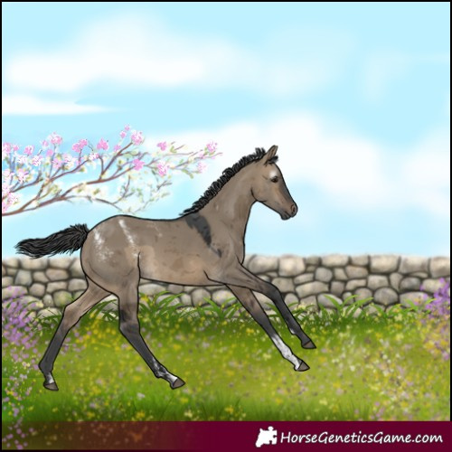 Horse Color:Powder White Gray Brown Dun Merle 