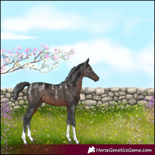 Horse Color:Powder White Gray Brown Merle Tobiano 