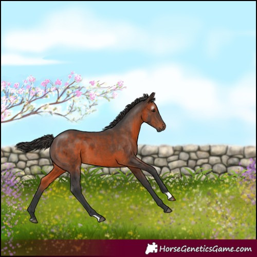 Horse Color:Gray Bay Merle 