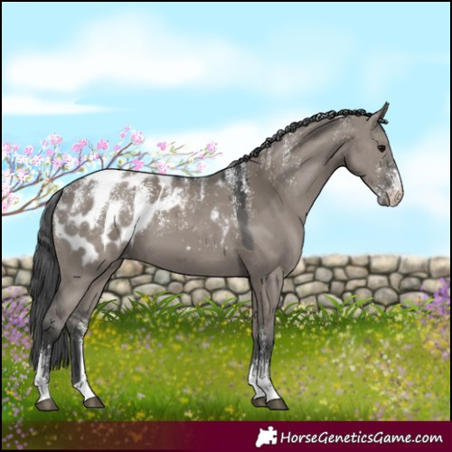 Horse Color:Powder White Grullo Merle Appaloosa 