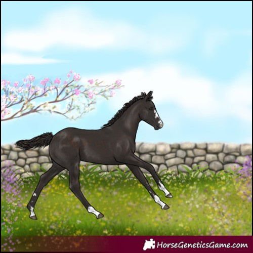 Horse Color:Liver Chestnut Merle 
