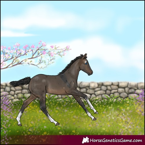 Horse Color:Gray White Spotted Brown Dun Merle 