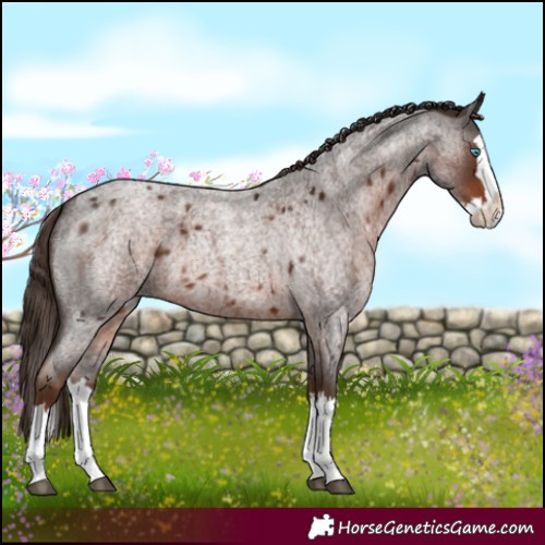 Horse Color:Liver Red Roan Splash 