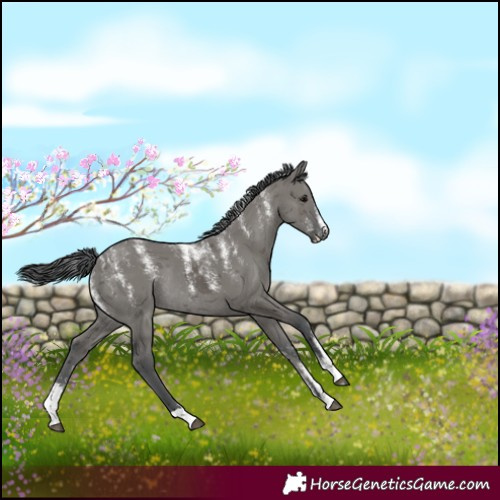 Horse Color:Powder White Grullo Merle Rabicano 