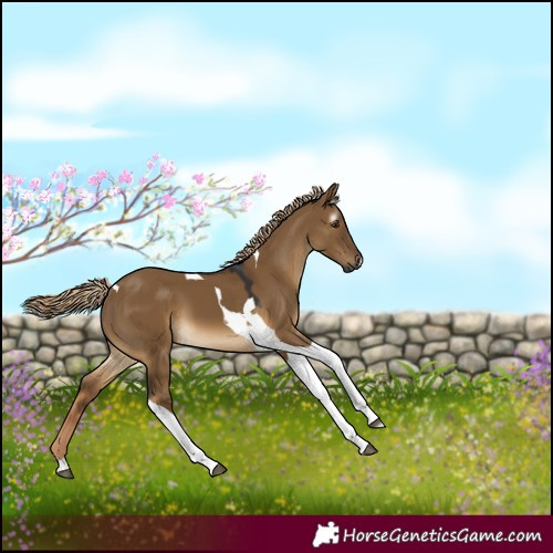Horse Color:Gray Chocolate Palomino Dun Tobiano 