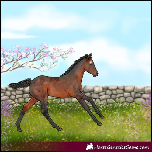 Horse Color:Gray White Spotted Bay Merle 