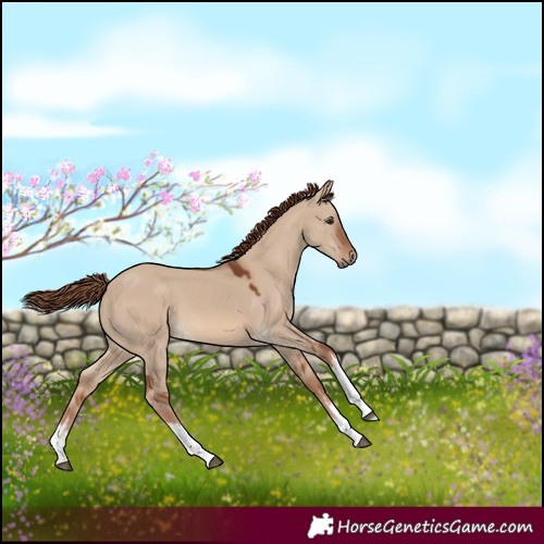 Horse Color:White Spotted Red Dun Merle 