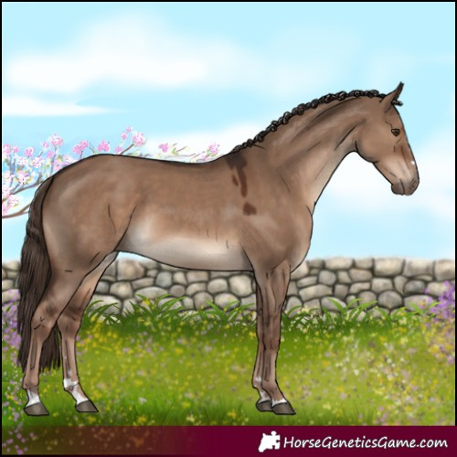 Horse Color:Liver Red Dun 