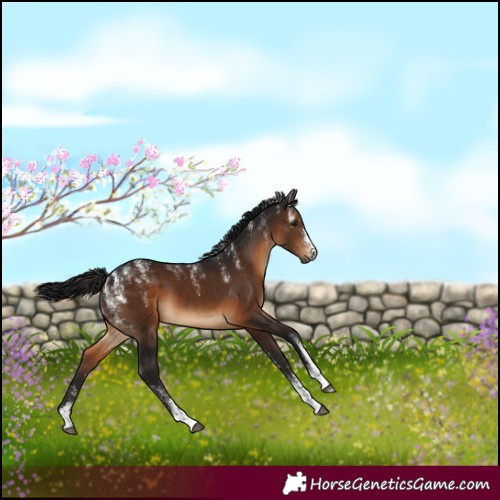 Horse Color:Powder White Gray Bay 