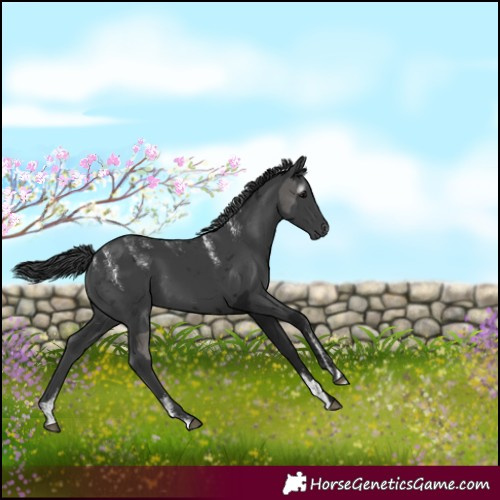 Horse Color:Powder White Gray Black Merle Rabicano 