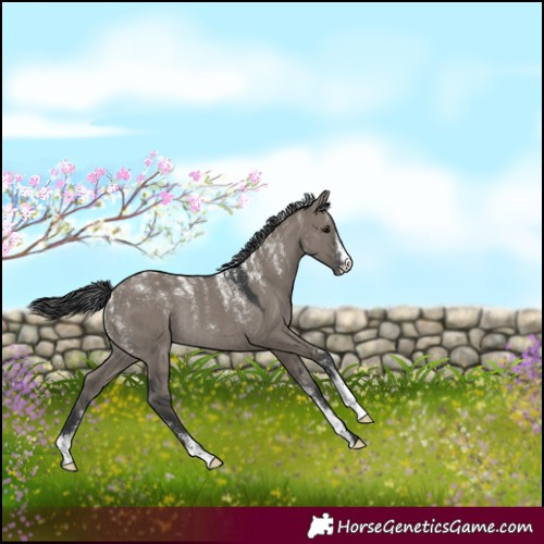Horse Color:Powder White Grullo Rabicano 