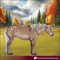 Horse Color:White Spotted Silver Grullo Rabicano 