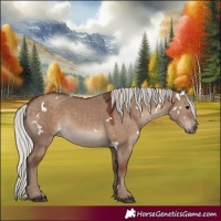 Horse Color:White Spotted Silver Grullo Rabicano 