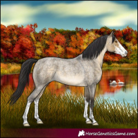 Horse Color:Buckskin Roan Dun Sabino