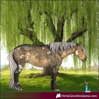 Horse Color:White Spotted Silver Buckskin Dun Sabino Rabicano Brindle