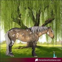 Horse Color:White Spotted Silver Buckskin Dun Sabino Rabicano Brindle 