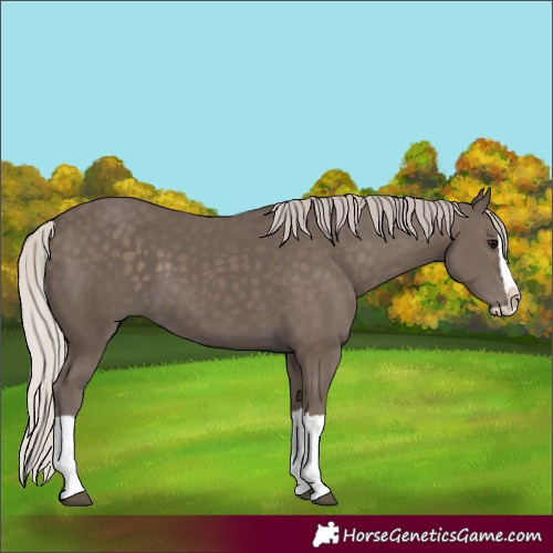 Horse Color:Silver Black Splash 
