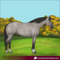 Horse Color:Smoky Grullo Roan 