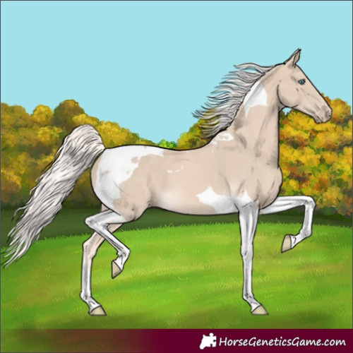 Horse Color:Cremello Tobiano 