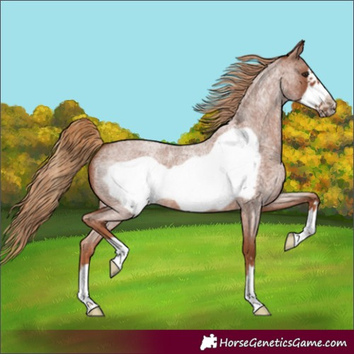 Horse Color:Red Roan Frame 