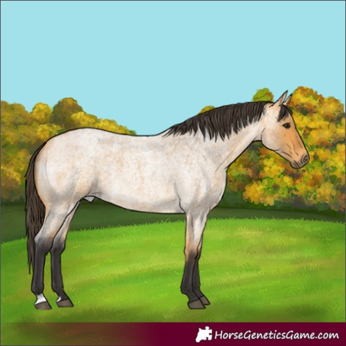 Horse Color:Buckskin Roan 