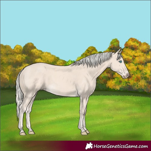 Horse Color:Cremello 