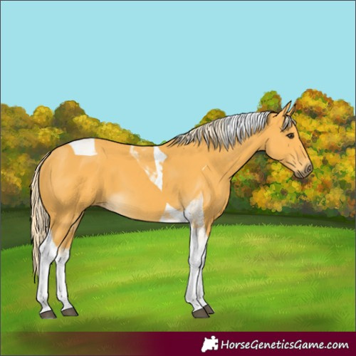 Horse Color:Palomino Tobiano