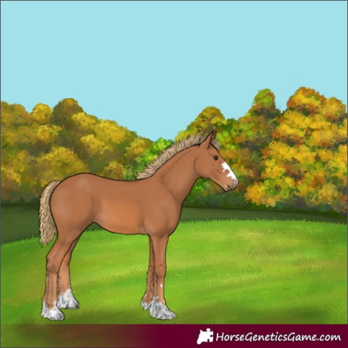 Horse Color:Unknown 