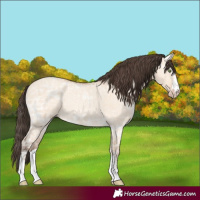 Horse Color:Amber Champagne Ice Dun Rabicano