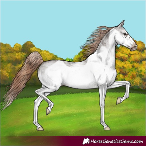 Horse Color:White Spotted Liver Chestnut Frame 