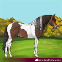 Horse Color:Bay Tobiano 