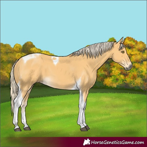 Horse Color:Palomino Tobiano 
