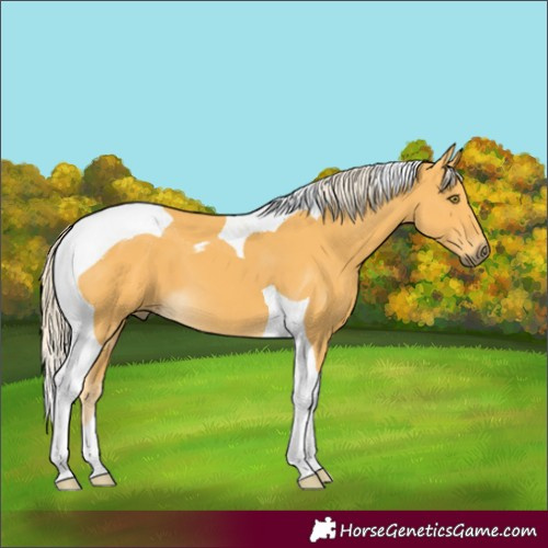 Horse Color:Palomino Tobiano 