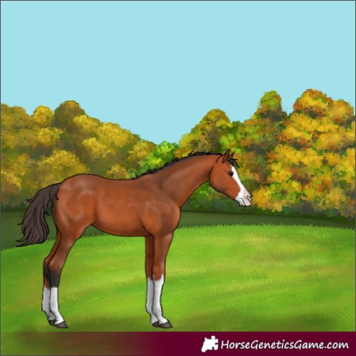 Horse Color:Bay Splash