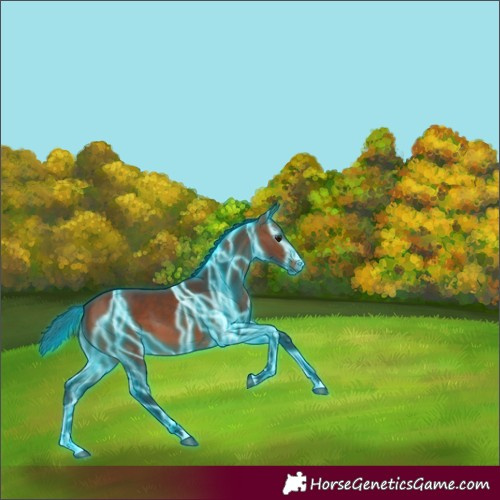 Horse Color:Thunderstruck Bay 