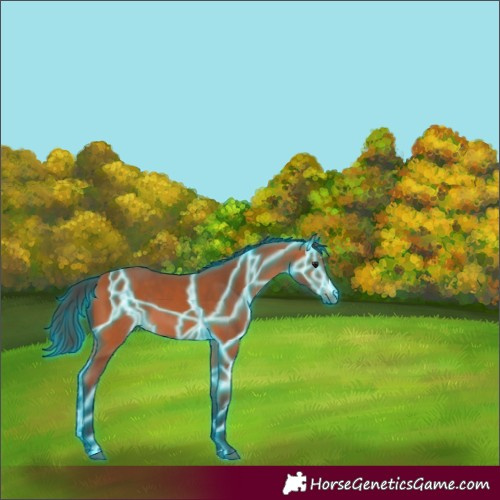 Horse Color:Thunderstruck Bay 