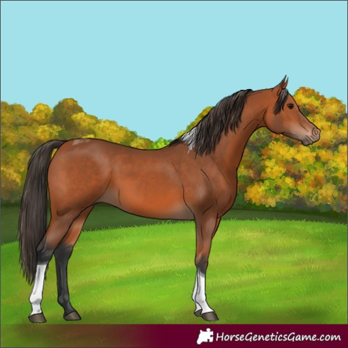 Horse Color:Bay Tobiano 