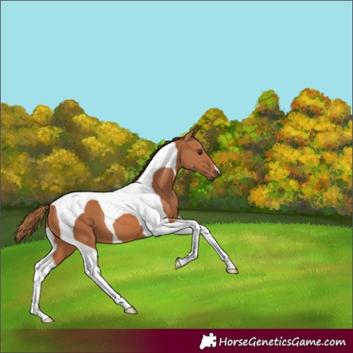 Horse Color:Chestnut Tobiano