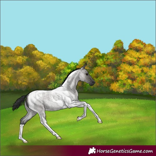 Horse Color:Grullo Roan Tobiano
