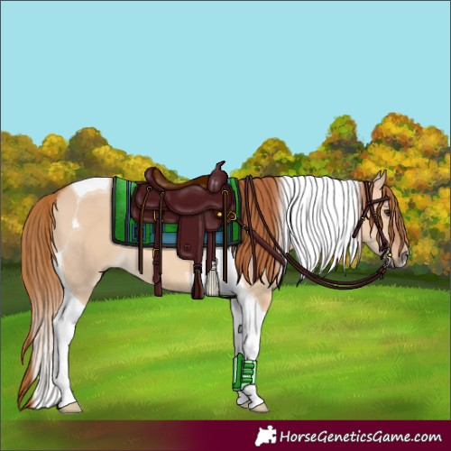 Horse Color:Red Dun Tobiano 