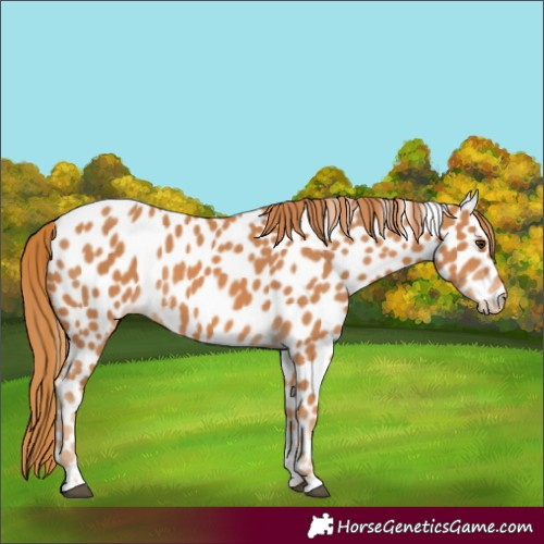 Horse Color:Chestnut Appaloosa 